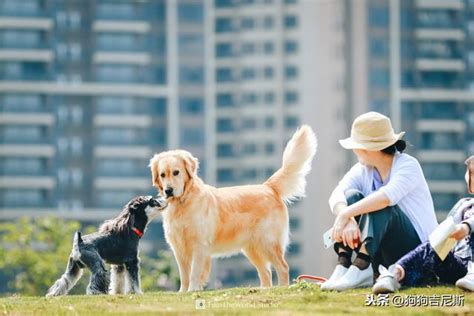 狗狗社會化|如何讓小狗狗社會化？5招訓練狗狗的方法，把握幼犬訓練黃金。